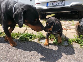 Štěňata křížence labradora - 3