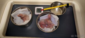 Amazonek bělobřichy - 3