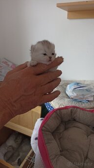 Britská koťátka  s PP - 3