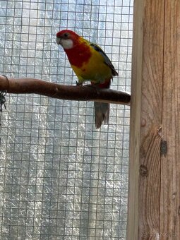 Rosela gold mantel - 3