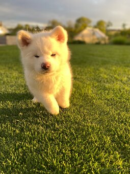 Akita inu s PP - 3