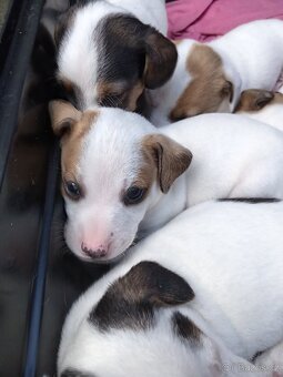 Jack russel teriér - 3