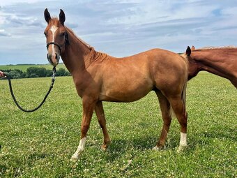 QH valach po AP Royal Bar - 3