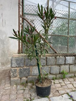 Oleander - 3