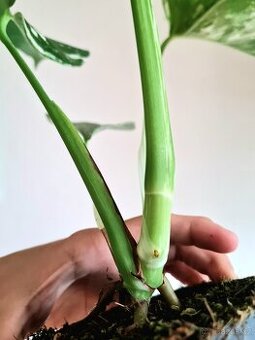 Monstera albo variegata - 3