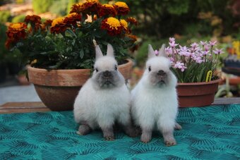 Zakrslý Siam s PP - 3