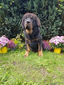 Tibetská doga štěňátko pejsek s PP - 3