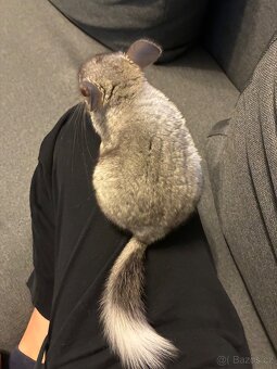 Činčila samička REZERVACE - 3