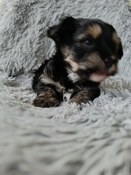 Jorkšírský teriér Yorkshire  s PP - 3