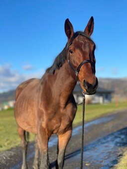 Chovná Hannoverská klisna - 3