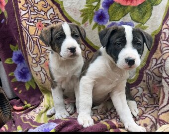 STAFORDŠÍRSKÝ BULTERIÉR - 3