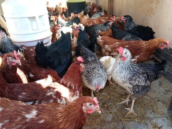 Nosné kuřice Dominant - 3