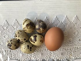 křepelčí vajíčka - 3
