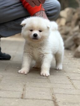 Akita Inu s průkazem původu - 3