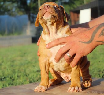 American Bully XL - 3