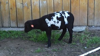 nabízím tygrovaného beránka 75% Dorper - 3