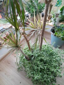 Dracena palma 3x - 3