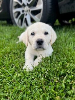 Labradorsky retrívr štěňata - 3