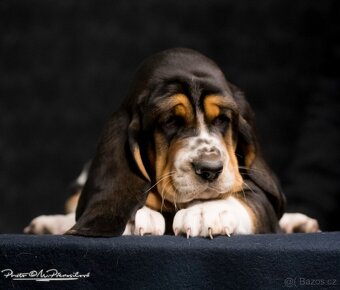 Basset Hound s PP - štěňata - 3