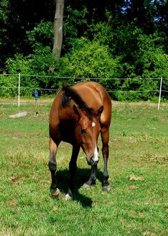 Quarter Horse 2,5 ročná kobylka - 3