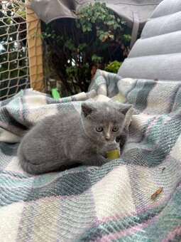 Koťátko Britské - 3