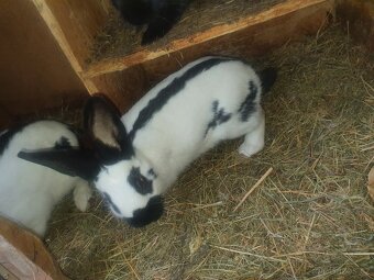 Český strakac SAMEC - 3