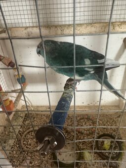 Kakariki chovný pár - 3