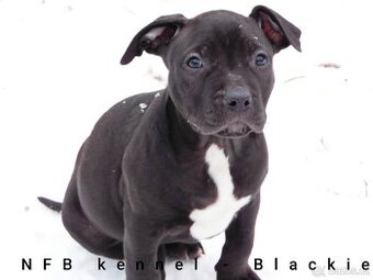 Štěňata American Bully xxl - Bloodline DDK9 - 3