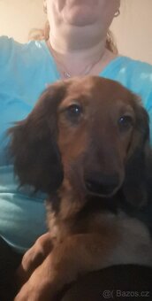 Štěňátka jezevčíka - 3