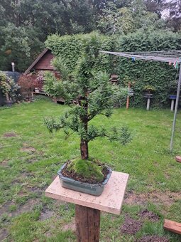 Bonsaj,bonsai Tis Japonsky - 3