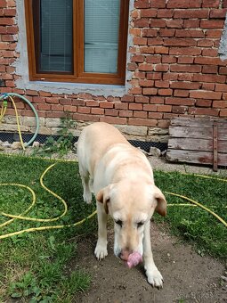 Daruji fenku labradorky - 3