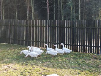 Prodám loňské husy - 3