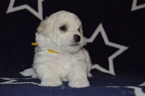 BICHON FRISE - BIŠONEK  s PP - 3