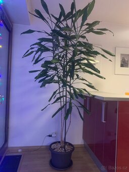 Prodám Dracaenu. - 3