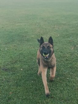 Belgický ovčák malinois - 3