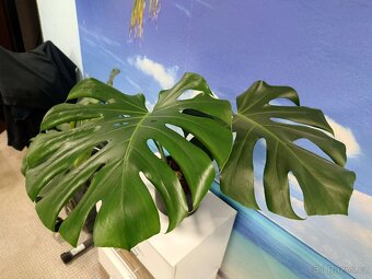 Monstera Deliciosa - 3