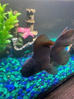 Prodám větší zavojnatky oranda calico a black - 3