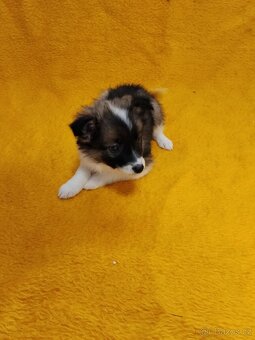 Štěňata Kříženců Německý špic x bordel kolie - 3