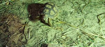 Želva ostruhata - 3