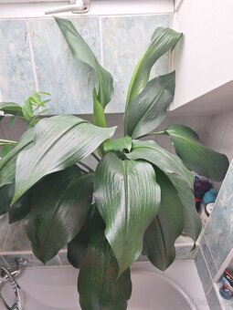 Vzrostlá eucharis amazonica - 3