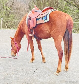 Klisna QH 2 roky - 3