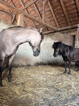 Mini pony valášek - 3