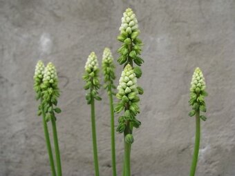 Drimiopsis maculata, ALOE-menšího vzrůstu, STREPTOCARPUS-SAX - 3