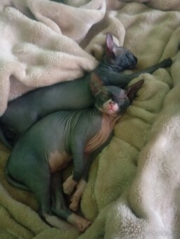 Koťátka Sphynx - 3