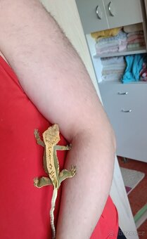 Prodám pagekon řasnatý Rhacodactylus ciliatus - 3