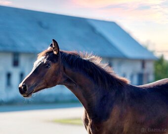 Klisnička na prodej - 3
