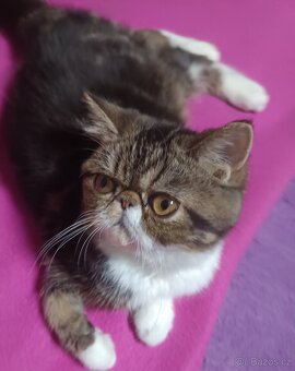 Perská a exotická koťátka s Pp - 3