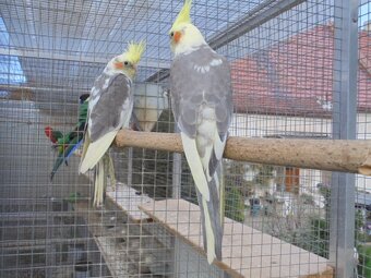 ODCHOV KORELA CHOCHOLATÁ - 3