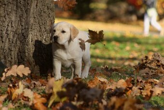 Labradorský retriever - 3