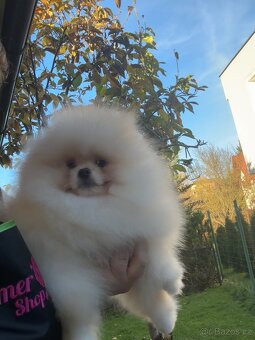 Pomeranian s pp FCI - 3